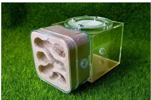 Gips Ant Nest Acryl Ant Farm Mieren Koningin Huis Grandado