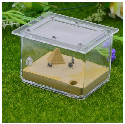 Gips Ant Nest Acryl Ant Farm Mieren Koningin Huis Grandado