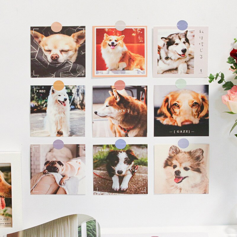 Ins 9 Sheets Interesting Cat Dog Postcard Square Cute Animals Decorative Card Small Poster Diy Background Wall Sticker