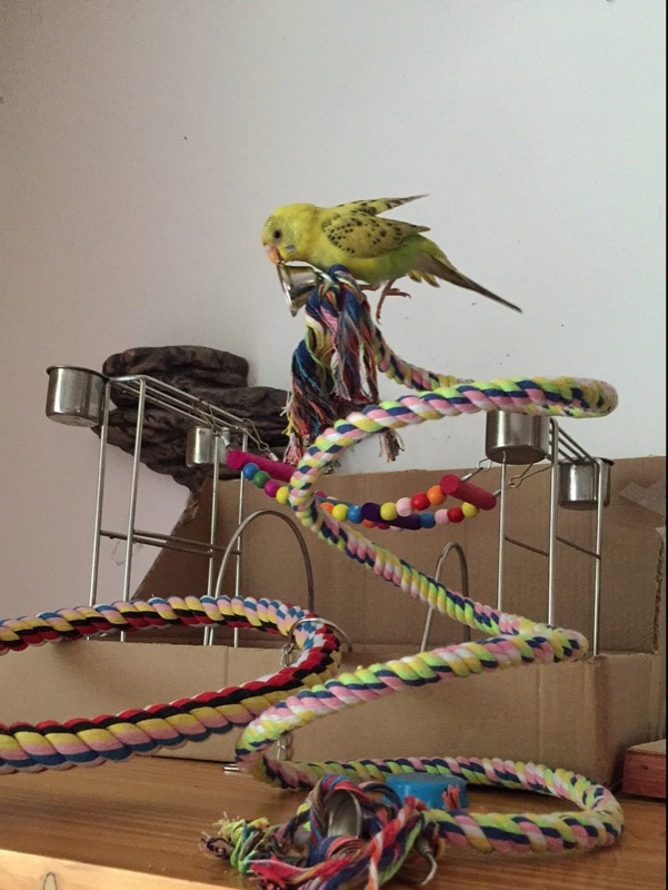 160cm Long Parrot Bird Toys Pet Bird Parrot Standing Rope Bird Cage Decoration Climbing Toy Parrot Bird Cage Toys Rope Bell
