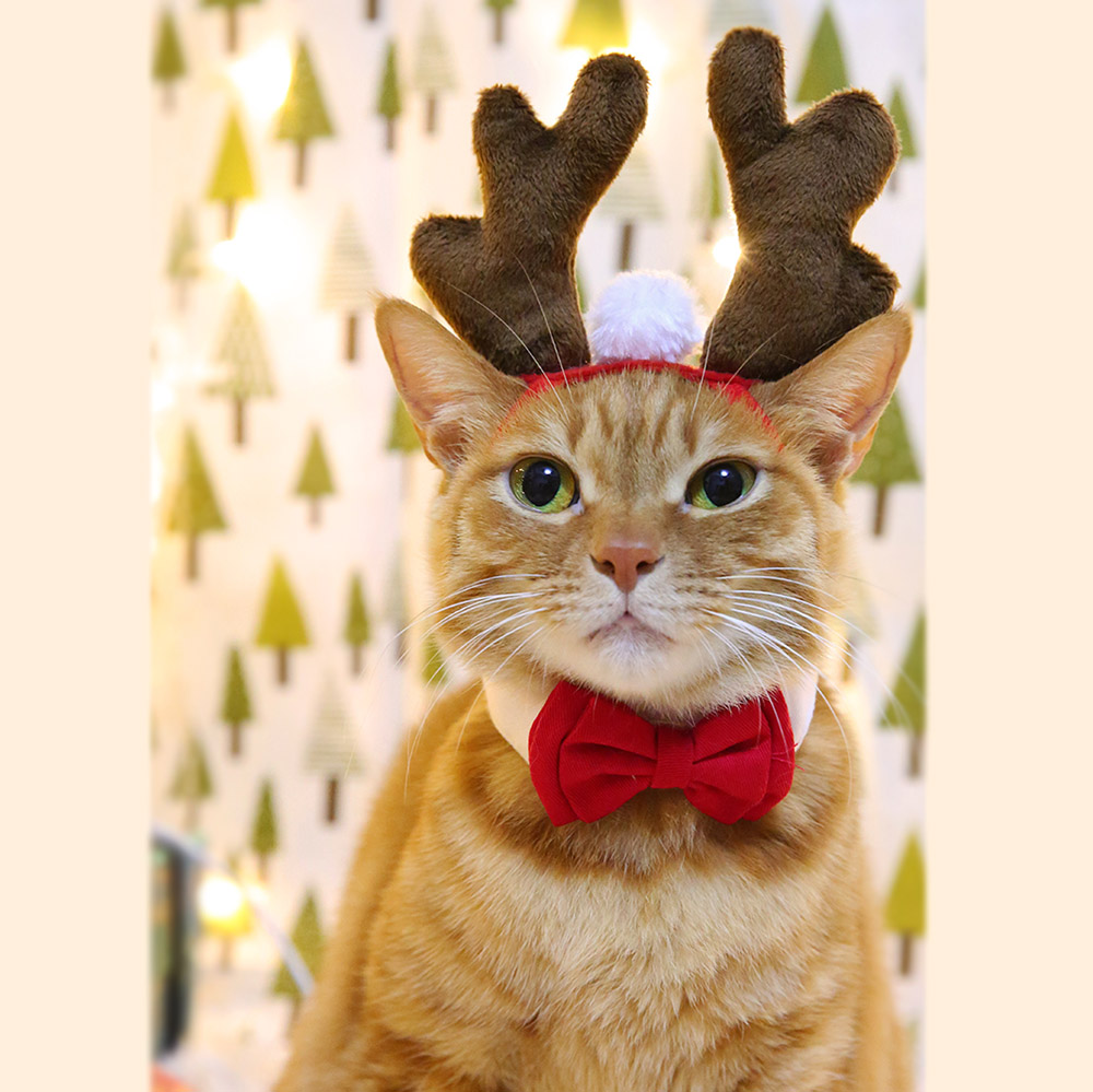 Christmas Elk Headband For Cats Hair Decorations For Dogs Cat Accessories Halloween Pet Supplies Funny Photos Props
