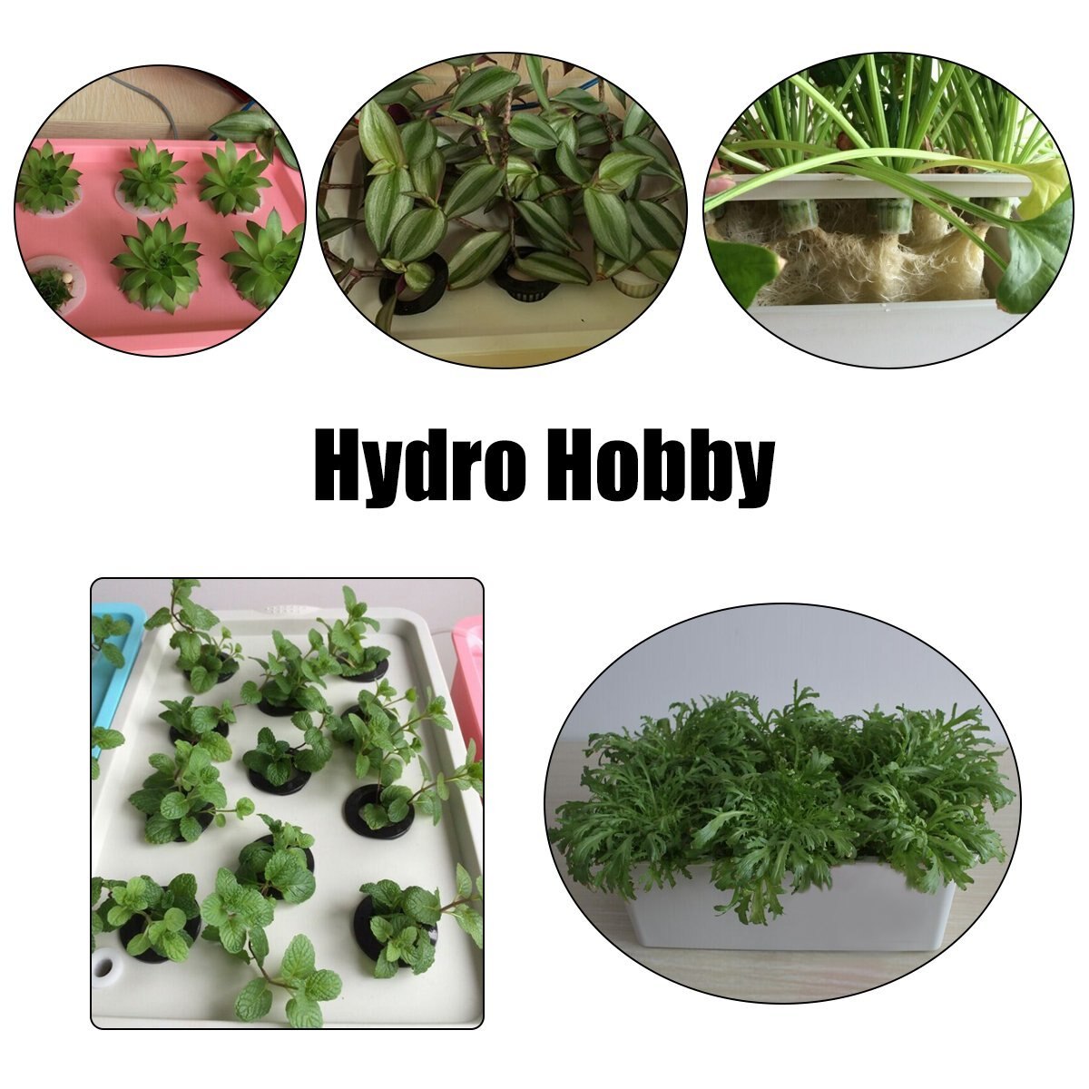 Plant Site Hydrocultuur Kit Tuin Potten Plantenbakken Zaailing Potten Indoor Teelt Doos Groeien Kit Bubble Kwekerij Potten 1 Set