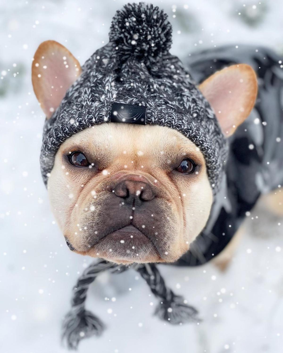 Cálidos gorros de invierno para perro, sombrero de punto a prueba de viento para Bulldog Francés, bola esponjosa para cachorro, accesorios para mascotas