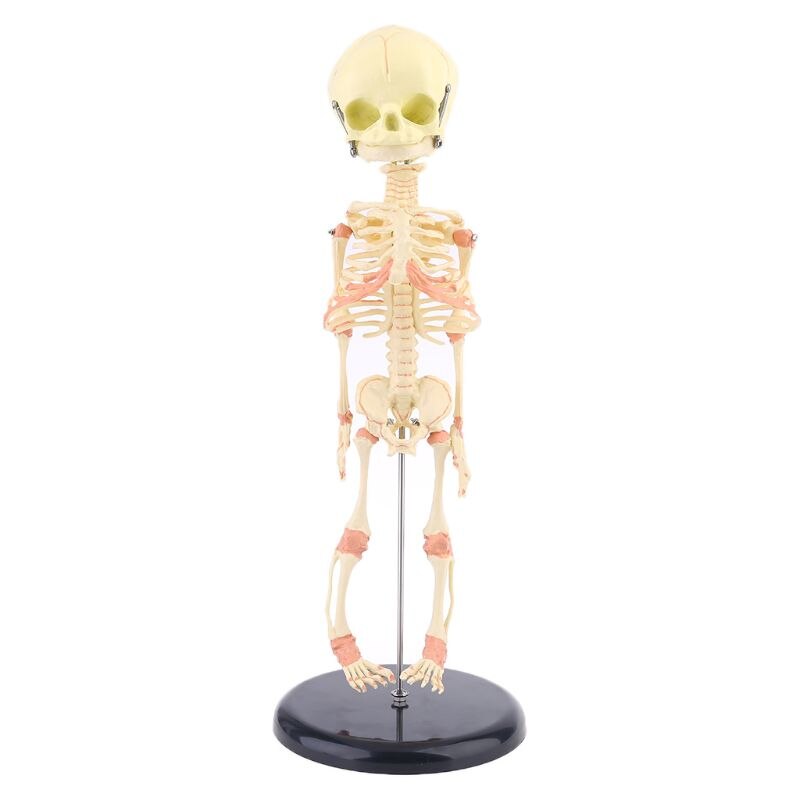 Enkele Kop Baby Schedel Menselijk Onderzoek Model Skelet Anatomisch Brain Anatomie Onderwijs Studie Display