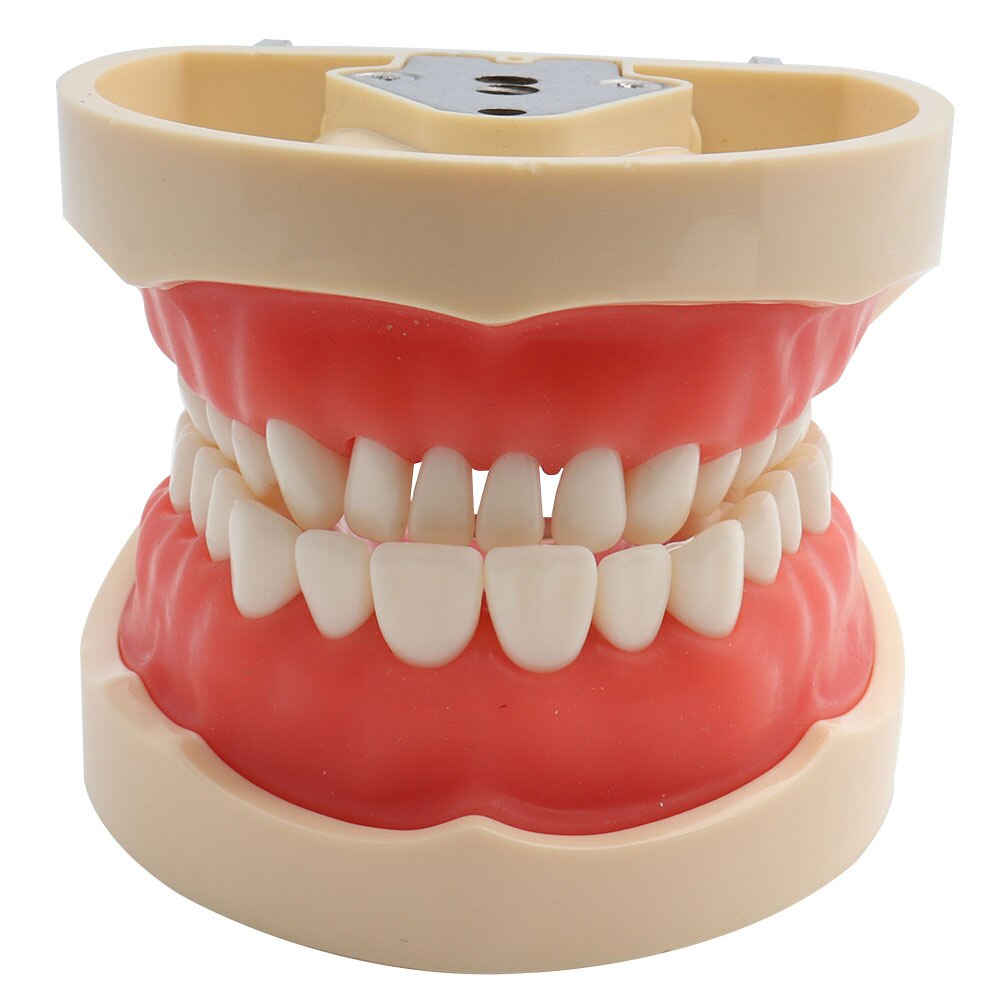Dental Teaching Model Teeth Model Standard Model with 32 Screw-in Teeths Demonstration Soft Gum: teeth model