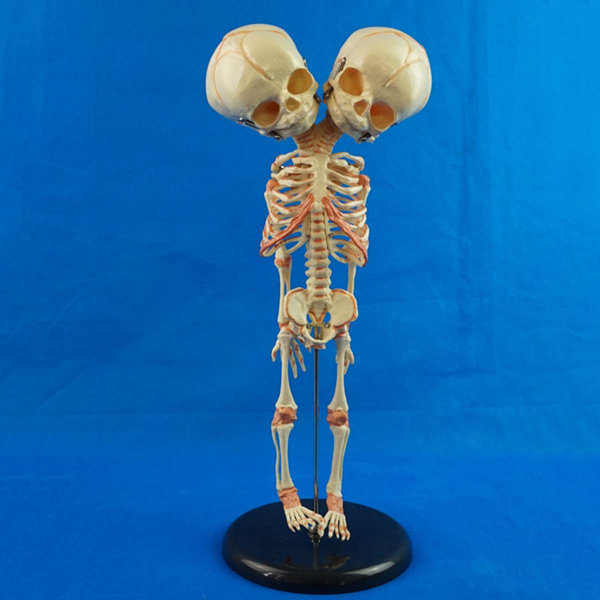 37 cm humain nouvelle Double tête bébé anatomie crâne squelette anatomique cerveau anatomie éducation modèle anatomique étude affichage