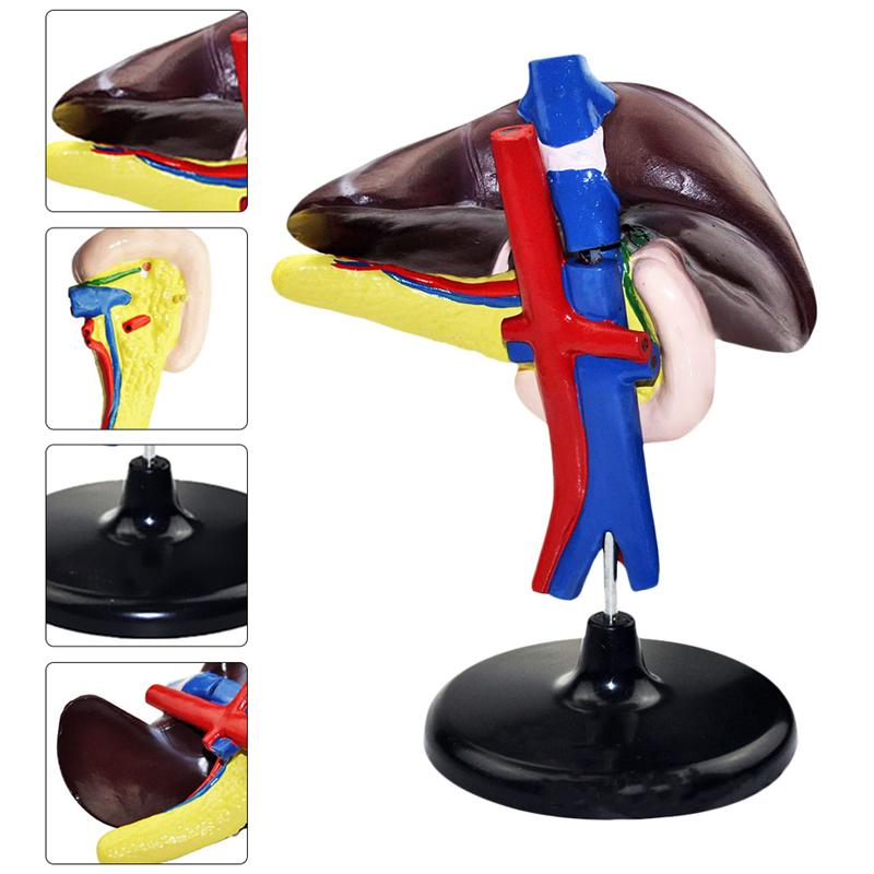 1Pc Human Lever Model Lever Anatomisch Model Ziekenhuis Onderwijs Instrument