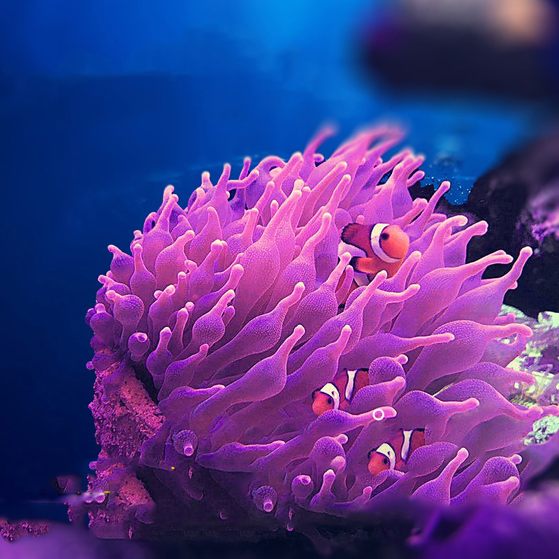 Magnetische Anemone Nest Voorkomen Weglopen Klei En Live Rock Gemaakt Voor Aquarium Reef Tank Aquarium Planten