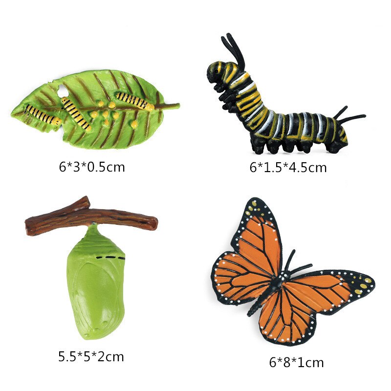 6 Sets Simulation Animal Life Cycle Growth Model Butterfly Frog Turtle Chick Ant Stencils Drawing Board Biology Teaching Tools