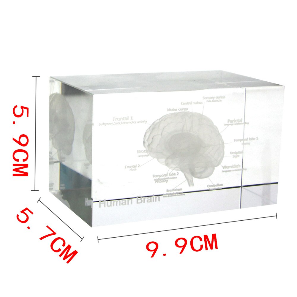 Gehirn Diagramm Kristall Würfel 3D Menschliches Anatomisches Modell Kristall Glas Würfel Anatomie Geist Neurologie Denken Medizinische Wissenschaft