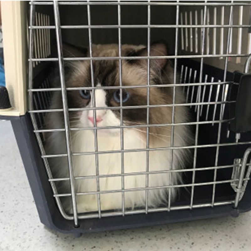 Caja de transporte de Gato de mascotas para hogar, caja de hombro de viaje al aire libre para gatos, casa de cachorros de compañía, perrera, bolsa de transporte de aire para mascotas, 6 colores