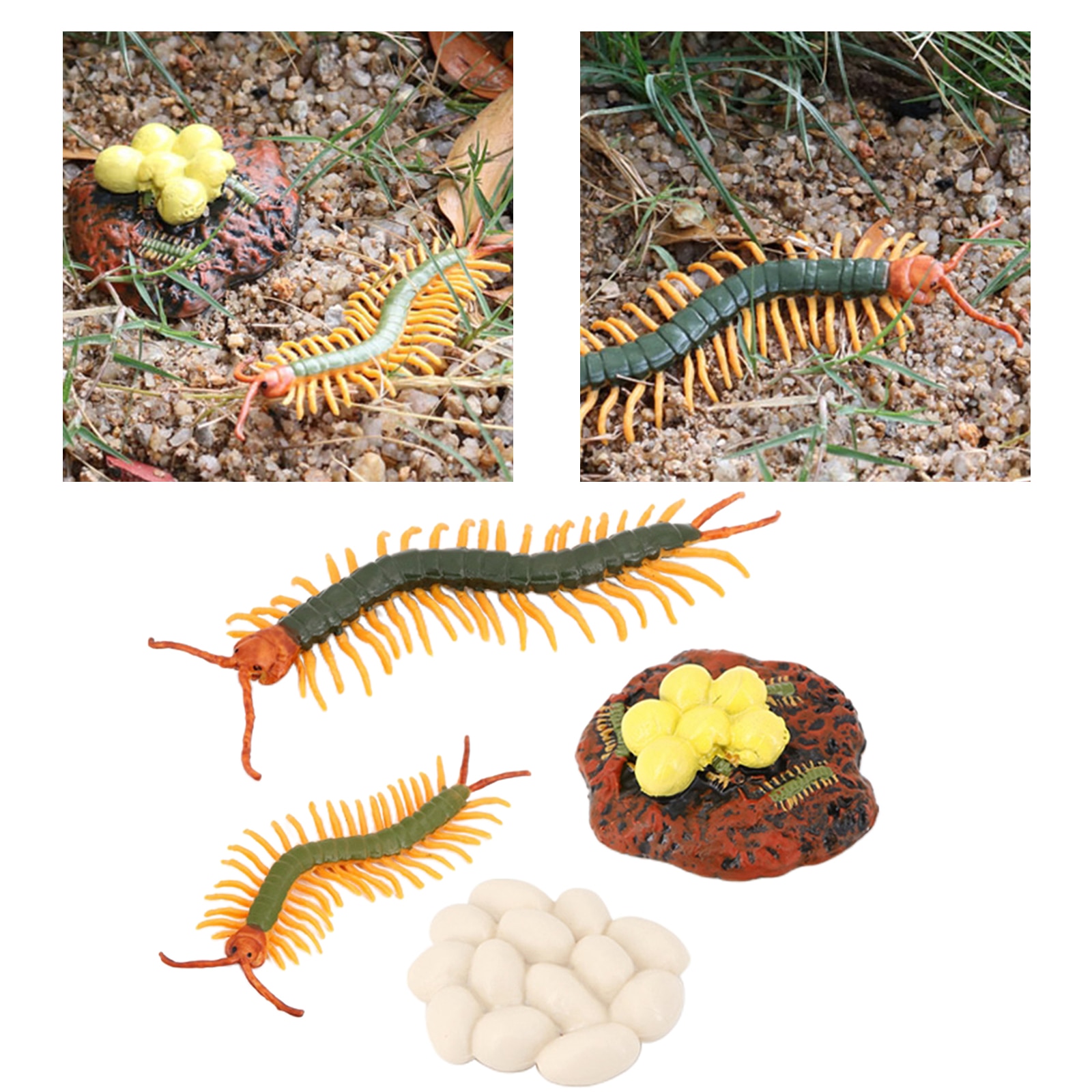Levenscyclus Van Een Duizendpoot, Natuur Insecten Levenscycli Groei Model Game Prop, simulatie Insect Dier Natuurlijke Onderwijs Speelgoed