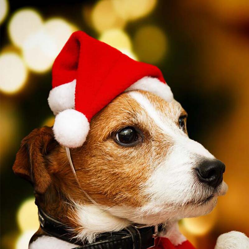 Kerst Rode Hond Kerst Hoed Kerst Decoratie Hond Hoed