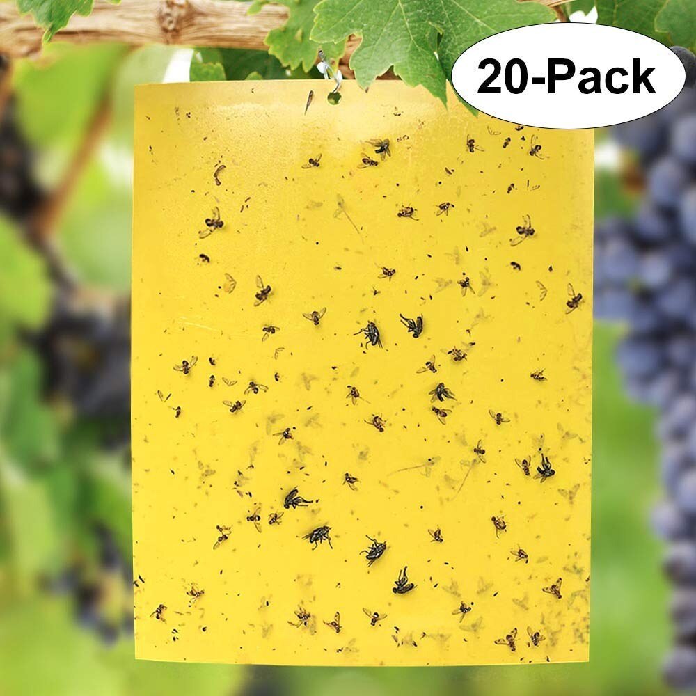 20x15 summen Obst Fliege Insekt Moskito Mörder Insekten Pest Fänger Fliegenfalle Aufkleber Gremium für Küche Bauernhof Anlage garten