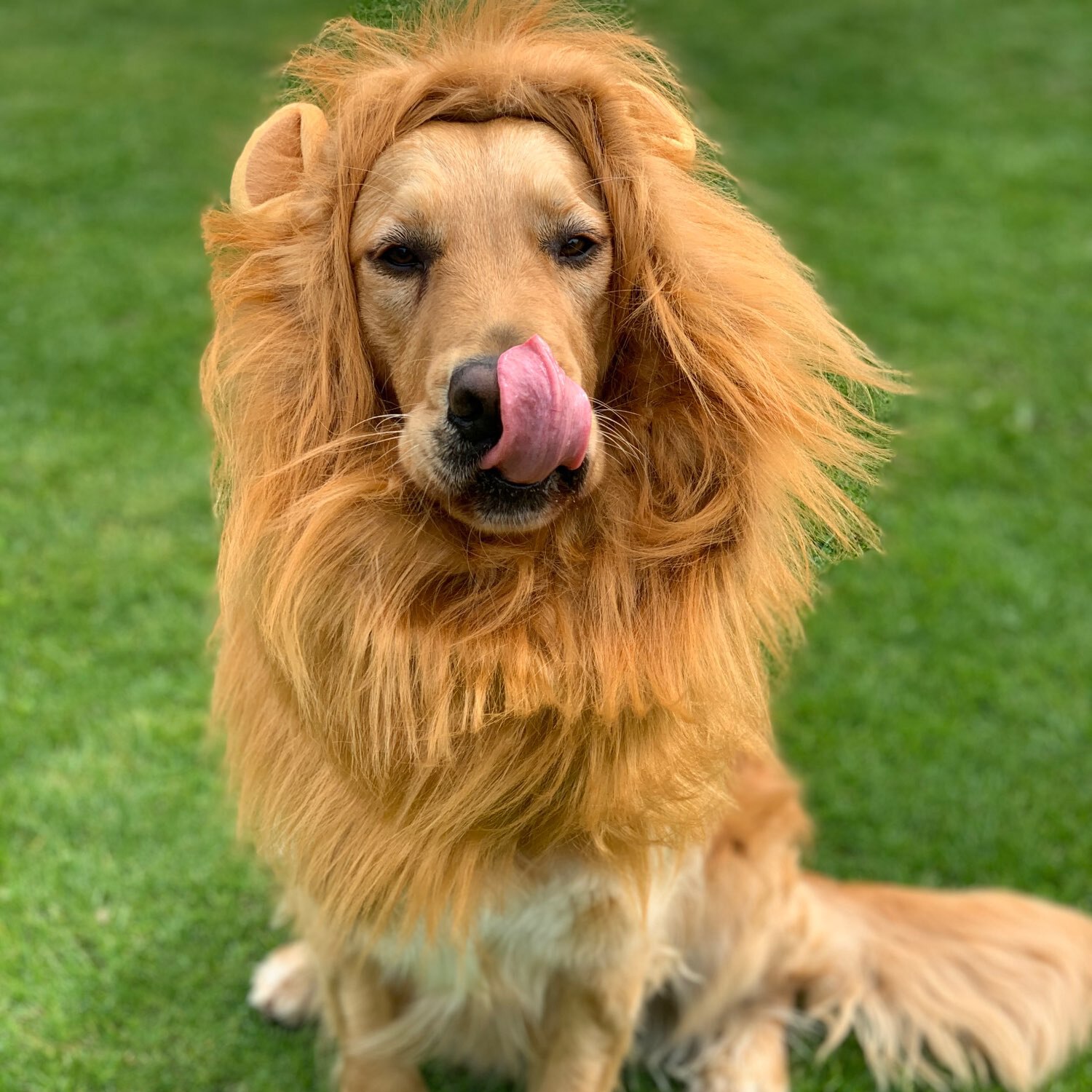 Costume de Lion pour chien sauvage Golden Retriever, chapeau, collier, couvre-chef, accessoires de Photo pour animaux de compagnie