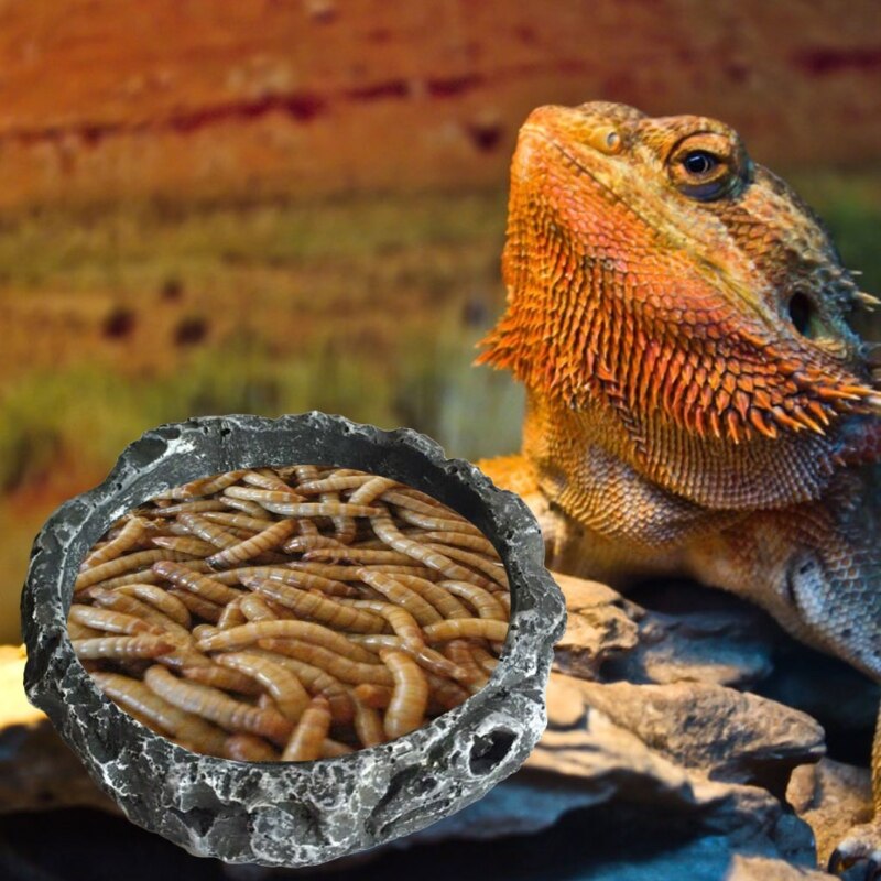 G5ab reptilskålar sköldpadda vattenskål rund matskål harts flyktsäker matare för små medelstora sällskapsdjur ödla leopardgecko