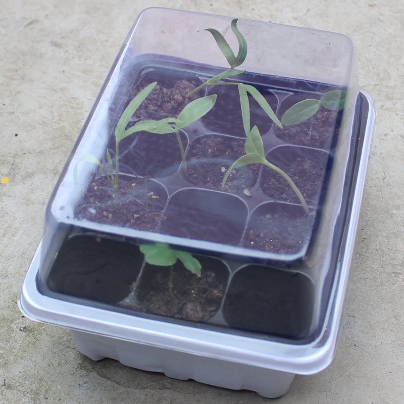 12 Cell Seed Seedling Trays Plastic Nursery Tray With Lid Grow Box Tray Plant Seed Mini Greenhouse For Garden Agriculture Pots