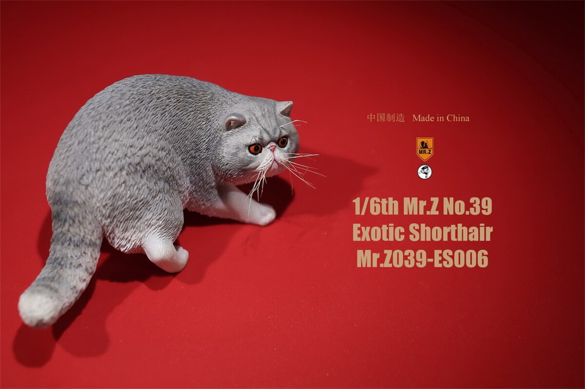 Mr.Z Studio 1:6 Exotic Shorthair Cute Cat Pet Animal Model Collector Toys Kitten Small Accessories Decoration simulation: 006