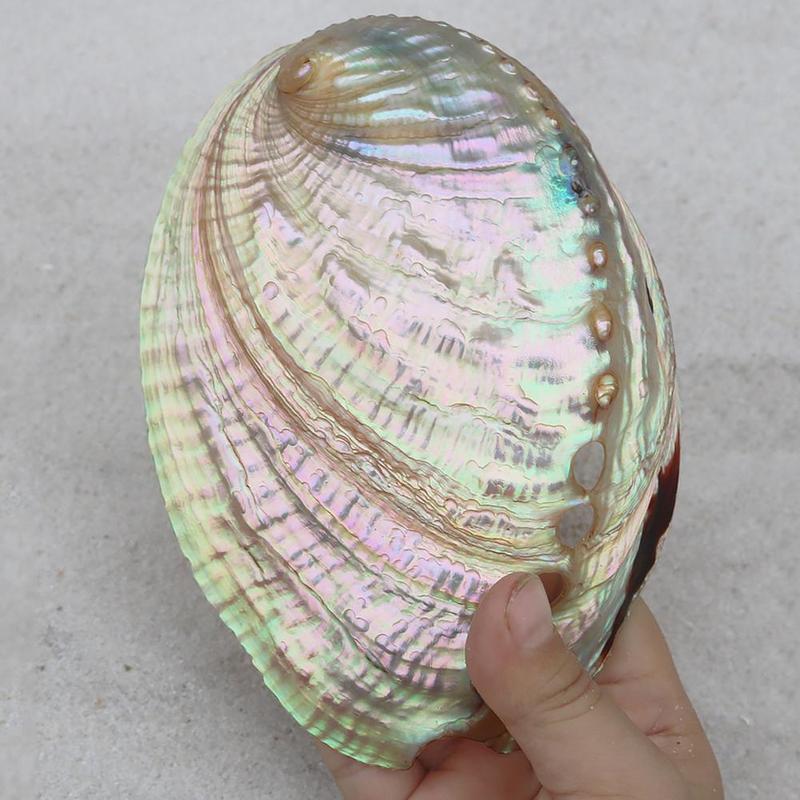 Abalone Shell Nautical Decor Seashell Beach Wedding Soap Shell Diy Shells Jewelry Decor Aquarium Decor Ocean Dish Home L4G9