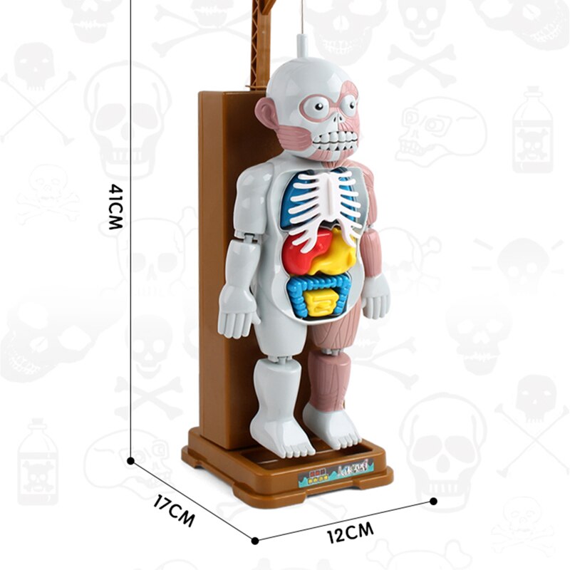 1 Pcs Fun Human Model Home Decoration Skeleton model Assembly Skull Desktop Office Parent-child Spoof Tricky Party Games