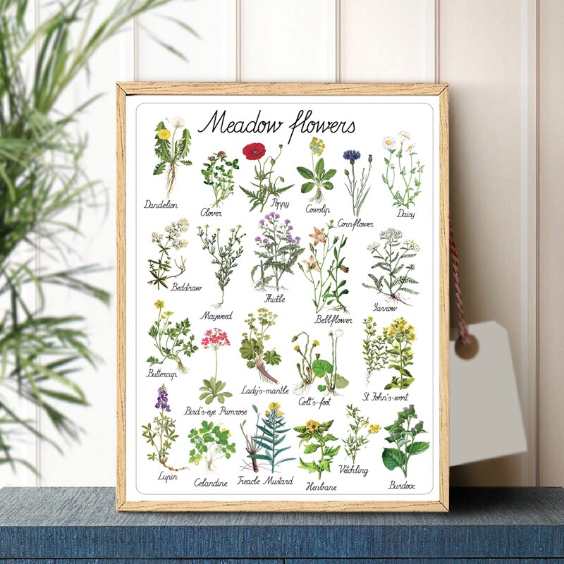 Plant Bloemen Natuurlijke Educatief Poster Botanische Kleuterschool Wall Art Foto Prints Muur Decor Retro Poster Kraftpapier