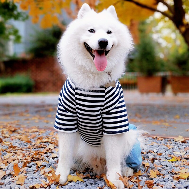 Large Dog Clothes Winter Big Dog Clothing Jumpsuit Coat Samoyed Husky Labrador Golden Retriever Costume Pants Pet Outfit: black / 28