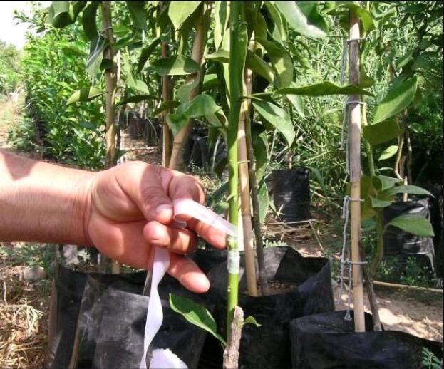 Enten Speciale Film Voor Wikkelen Fruit Bomen Met Zelf Bonding En Niet Knopen Transparante Stretching Verpakking Tuingereedschap