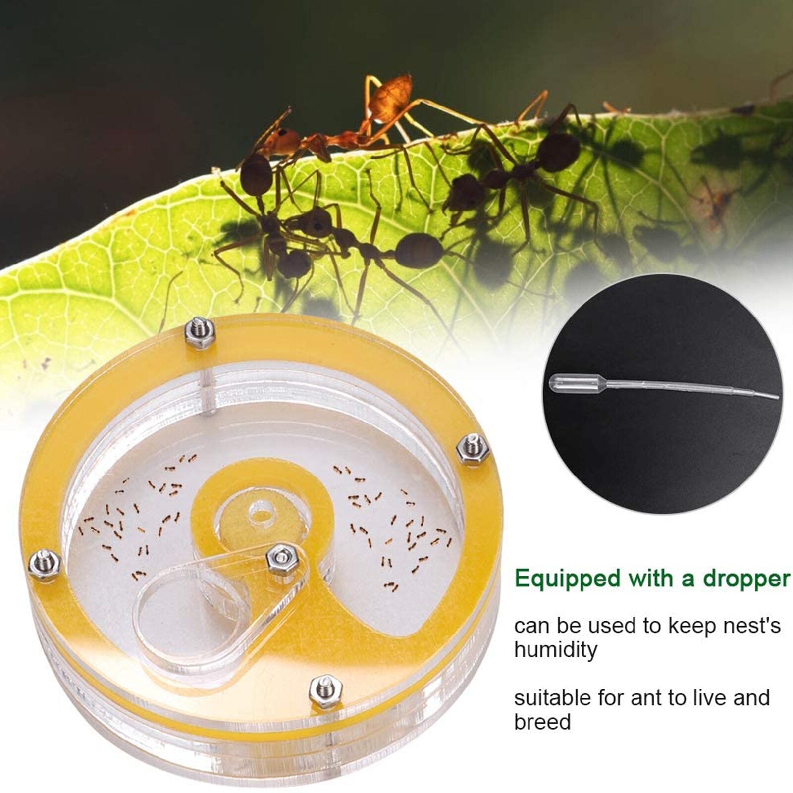 Ant Nest Boerderij Acryl Insect Fokken Doos Mier Formicarium Habitat Kleur Verzonden Willekeurig