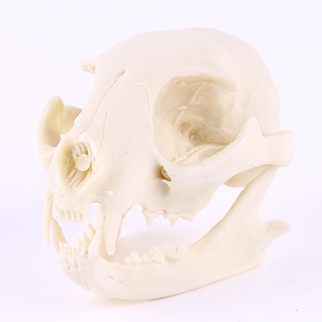 Realistinen kissan kallo hartsi kopio opetus luuranko malli akvaario halloween rekvisiitta kauheita tarvikkeita kodin sisustus