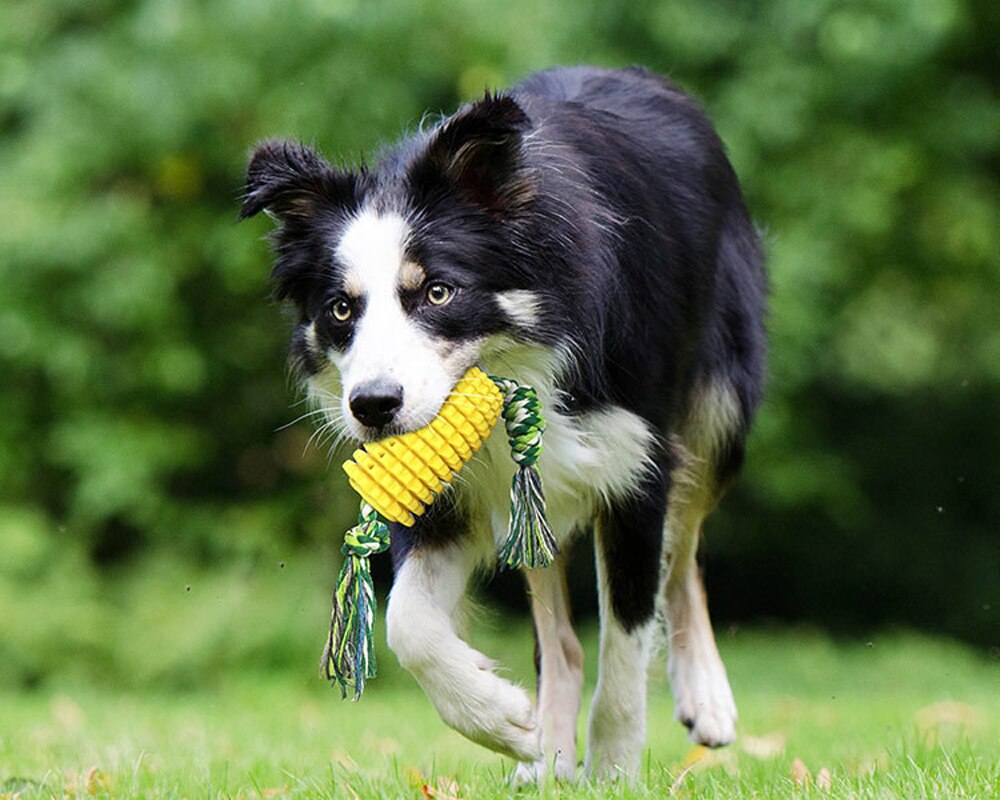 Hund tänder slipning gnag majs tänder ren hund tandborste tugga sällskapsdjur leksak hund bitsäker molar träning slipa hundleksaker