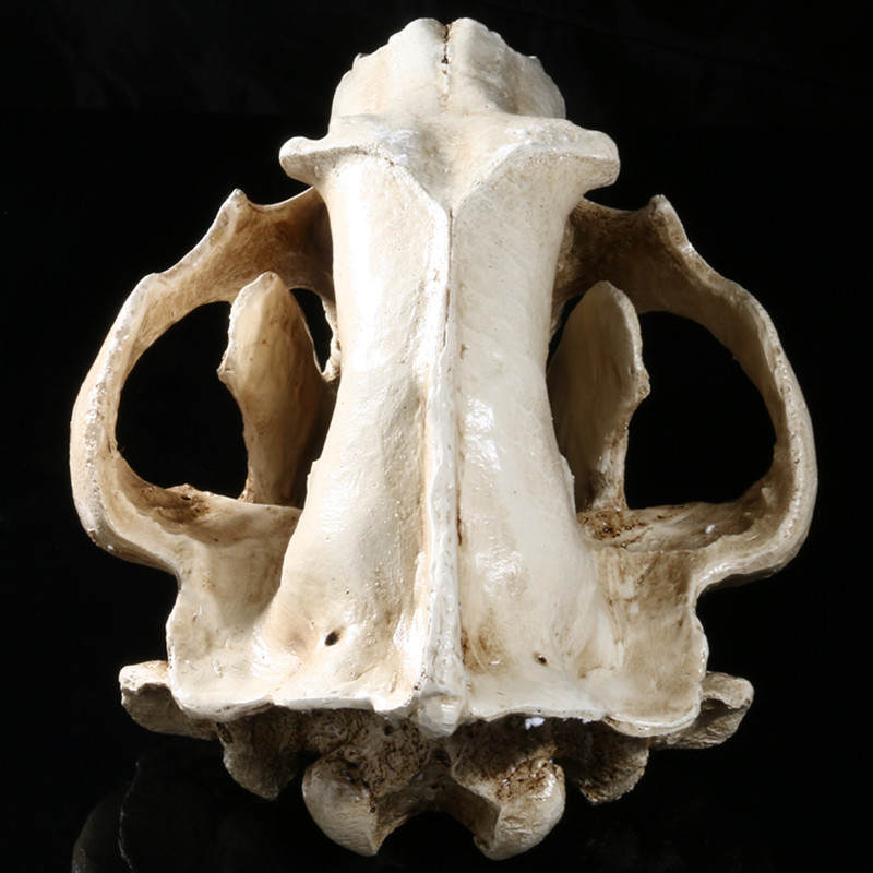 Witte Ijsbeer Hars Split Schedel Hoofd Model Ornament Home Bar Diy Decor