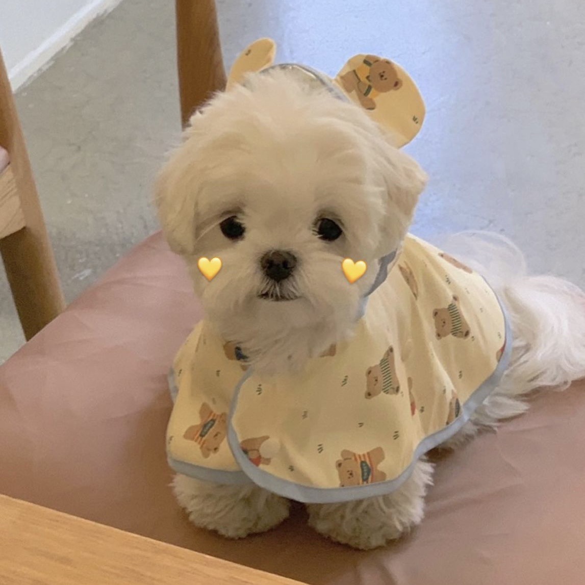 Regnjakke til hvalp, vandtæt, reflekterende klassisk kæledyrsregnjakke med sele til små hunde, pomeranian, dachshund, uigennemtrængelig