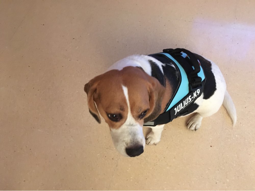 Uprząż zwierzęca zestaw JULIUS K9 smycz dla psa dla małego dużego wzrostu szkolenia Pet Safety Cat wodoodporny Nylon