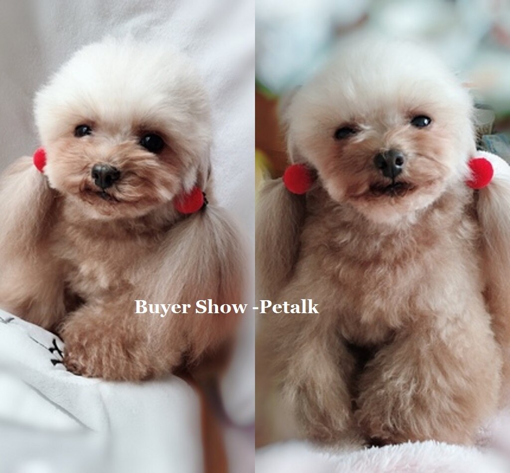 5 par/mye søt kjæledyrhundsløyfe nydelig sløyfe gu... – Grandado, image size:1024x950