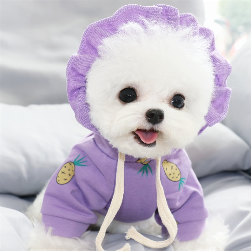 Syksy lemmikkipusero nalle bichon vip pomeraniansnautseri kissa yorkshirenterrieri pentu maito pentu koiran vaatteet