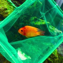 Nieuw Fish Net voor Aquarium Quick Vis Catch Netto Zachte Fijne Mesh met Plastic Handvat