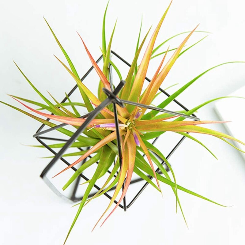 2 Stuks Air Plant Holder, Air Plant Terrarium, Air Plant Stand, moderne Stijl Air Plant Tafel Houder Vier Kant Beugel