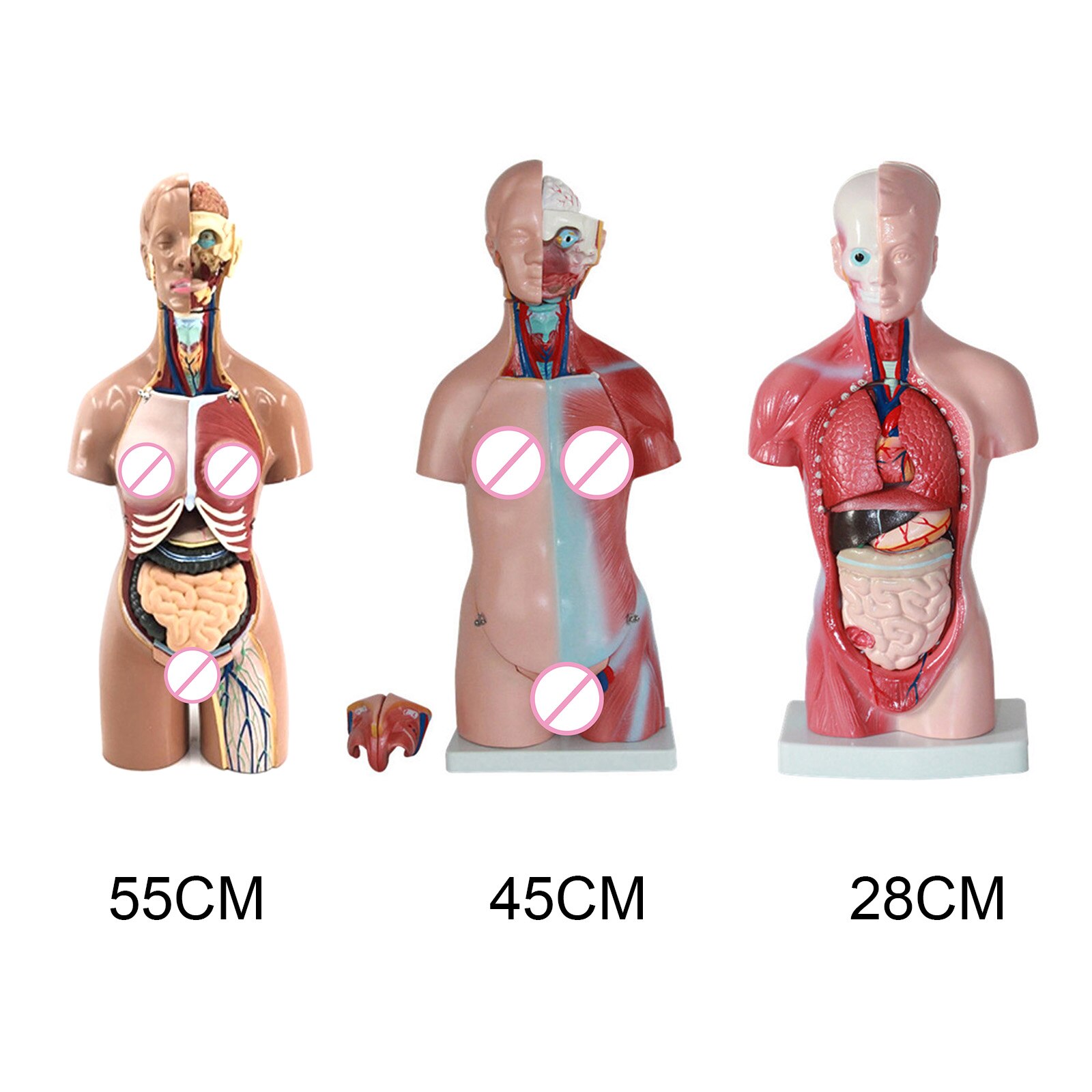 4D Anatomical Assembly Model of Human Organs for Teaching Education School C44