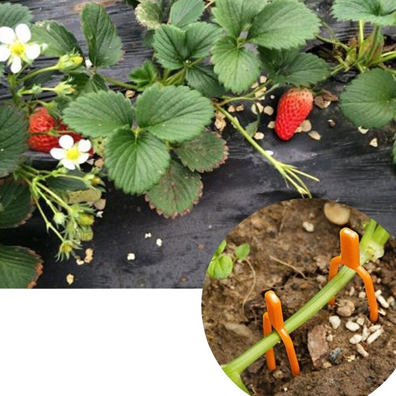 Plastic Plant Clips Bevestiging Bevestiging Klem Aardbei Landbouw Clip 50 Stuks