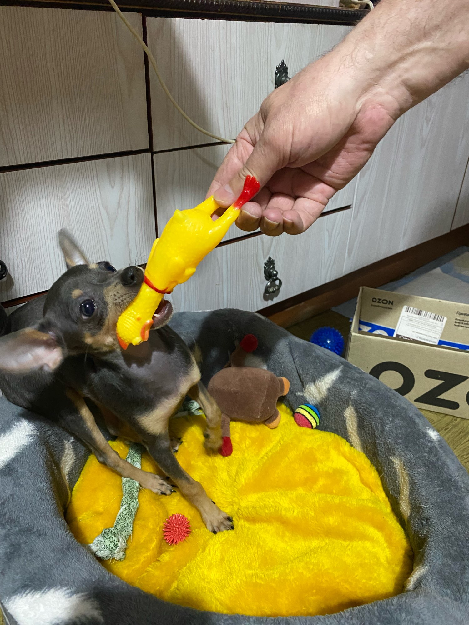 Pollo chillón con sonido para mascotas, juguete para mascotas, producto de descompresión, pollo chirriante