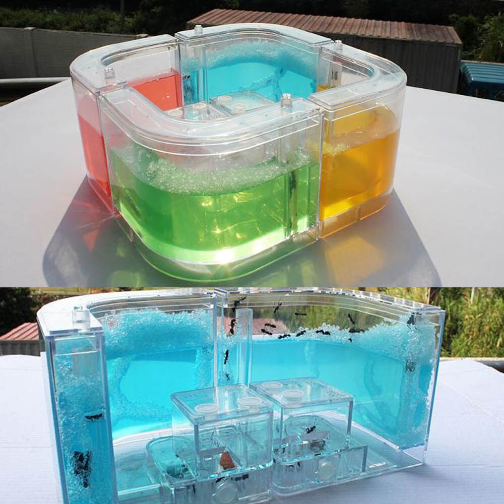 Hormigas acrílicas 3D para granja de hormigas, accesorios educativos de decoración, caja de hormigas mundial