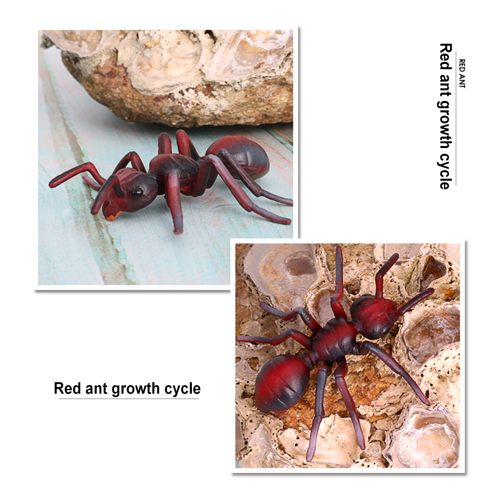 Ant Life Cycle Kit Realistic Exquisite Simulation Prop Educational Small Display Models Insect Toy for Home School