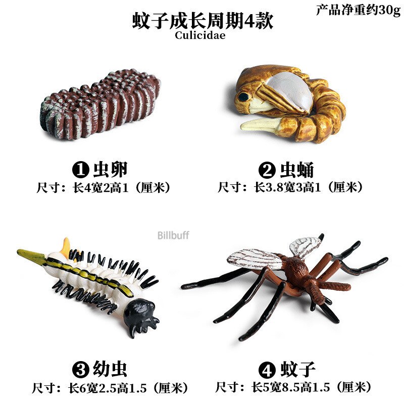 Butterfly Growth Cycle Bee Ladybug Spider Life Cycle Models Simulation Animal Model Action Figures Teaching Material For Kid: Animal Toys 16