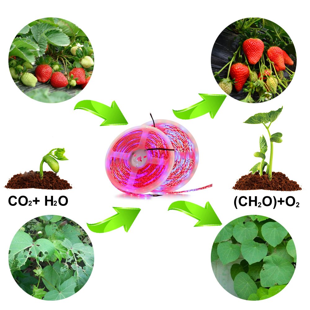 Tira de luz LED para cultivo, cinta de luz Flexible para invernadero hidropónico, color rojo y azul, 3:1, 4:1, 12V de CC