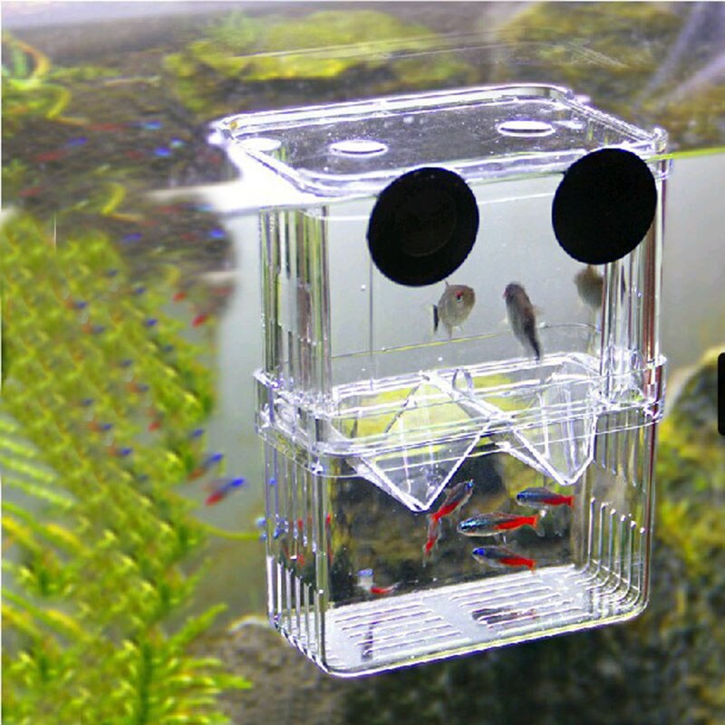 Betta – boîte d'isolation pour l'élevage de poissons, Mini Aquarium, incubateur à Double trous en acrylique