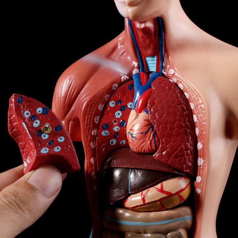 Human Torso Body Model Anatomie Anatomisch Medische Interne Organen Voor Onderwijs