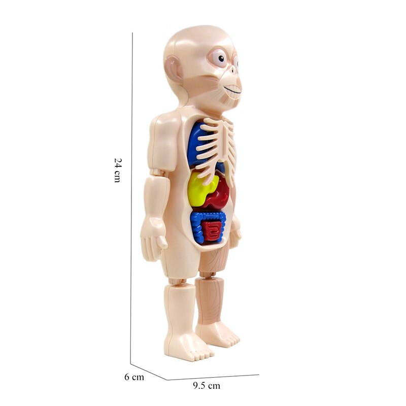 Halloween Human Body Anatomy Model Plastic Human Organ Assembly Toy DIY Science Educational Toy for Children Kids