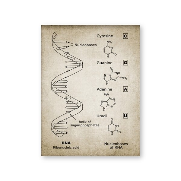 Dna En Rna Genetische Code Muur Art Prints Genetica Biochemie Student Vintage Wetenschap Retro Poster Kraftpapier: Black / 21x30cm No Frame