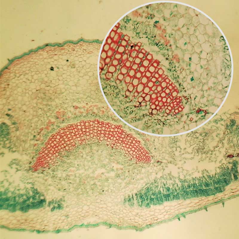 100PCS Box Set Prepared Microscope Speciments Slides for Basic Student Lab Science Biology Education