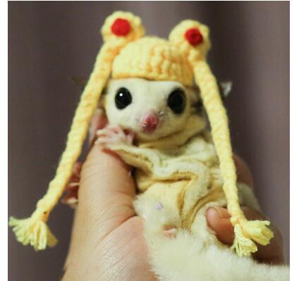 Feestelijke Hamster Met Een Kerstmuts Die Op Een Decoratieve Slee Rijdt En Vakantiegevoel En
